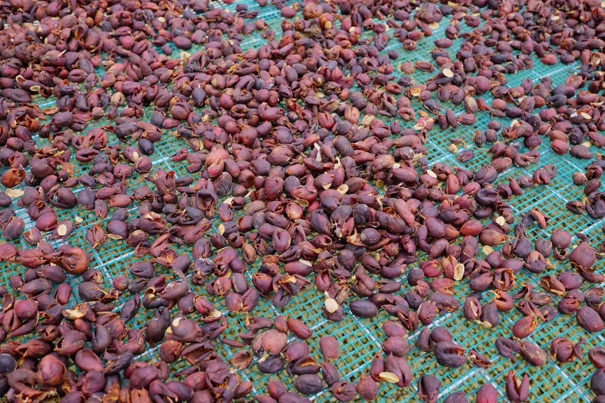 10 sušení kávových třešní